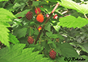 Rubus spectabilis